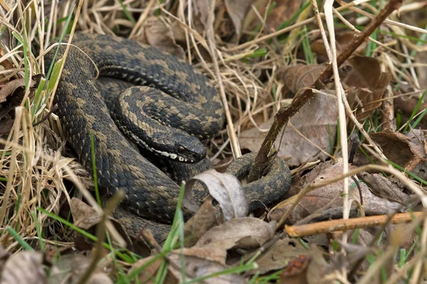 Гадюка (Vipera Berus) ) — стоковое фото