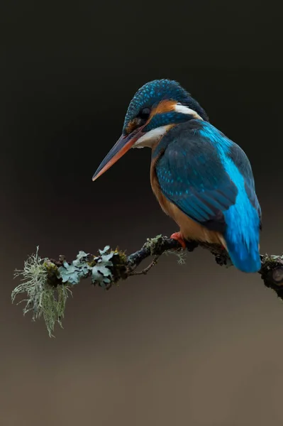Kingfisher (Alcedo atthis) — Stock Photo, Image