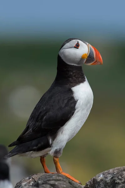 Atlantischer Papageientaucher (alca arctica)) — Stockfoto