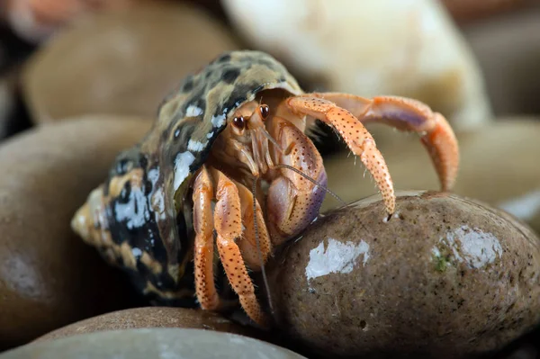 Caribbean Hermit Crab (Coenobita clypeatus) — Stock Photo, Image