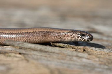 Yavaş solucan (Anguis fragilis)