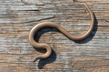Yavaş solucan (Anguis fragilis)