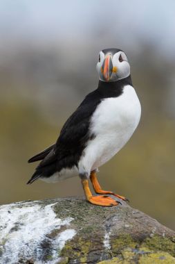 Atlantik martı (edilmiştir Arctica)