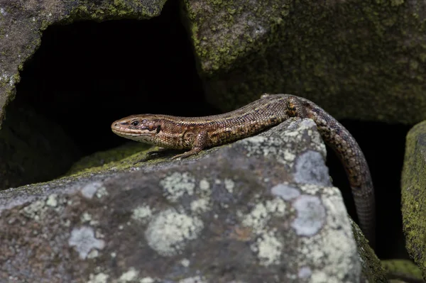 Ящірка живородна (Zootoca Vivipara) — стокове фото
