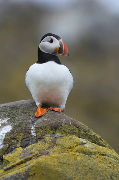 Puffin Atlântico (Alca Arctica ) — Fotografia de Stock