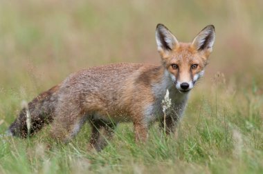 Kızıl Tilki (Vulpes vulpes)