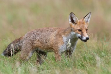 Kızıl Tilki (Vulpes vulpes)