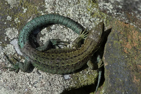 Lagarto vivo (Zootoca vivipara ) —  Fotos de Stock