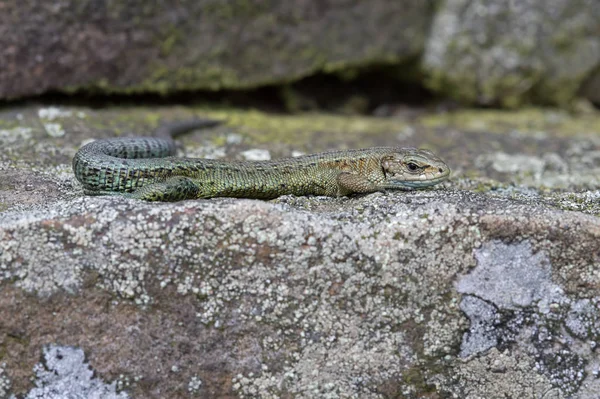 Lagarto vivo (Zootoca vivipara ) —  Fotos de Stock