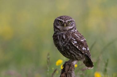 Little Owl (Athene noctua) clipart