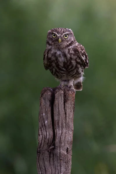 어린 올빼미 (Athene noctua)) — 스톡 사진