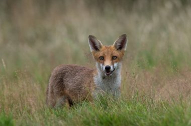 Kızıl Tilki (Vulpes vulpes)