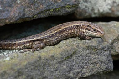 Viviparous kertenkele (Zootoca Vivipara)