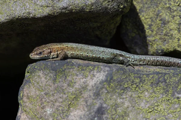 Viviparous Lizard (Zootoca vivipara) — Stock Photo, Image