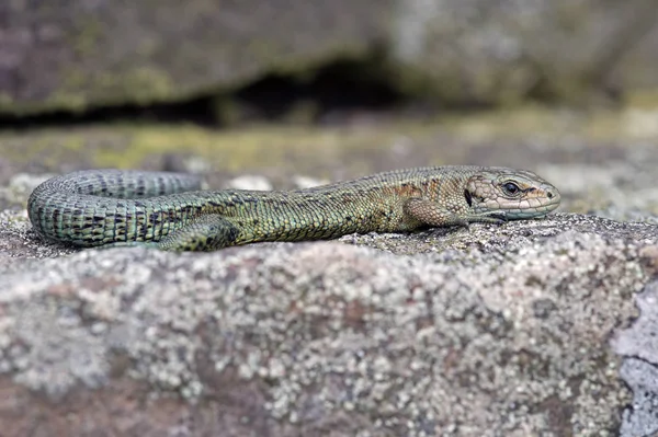 Viviparous Lizard (Zootoca vivipara) — Stock Photo, Image