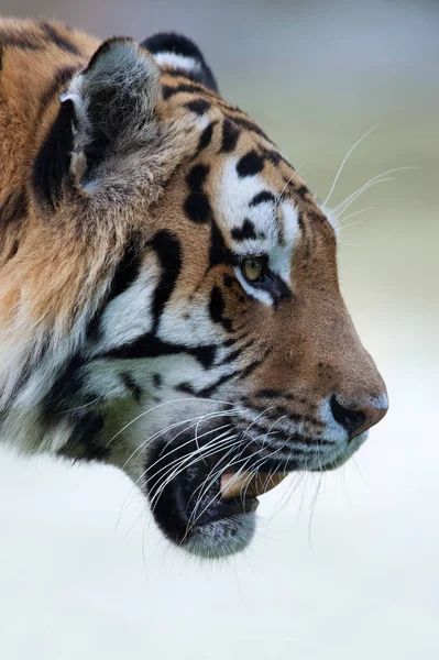 Siberian Tiger (Panthera Tigris Altaica) — Stock Photo, Image