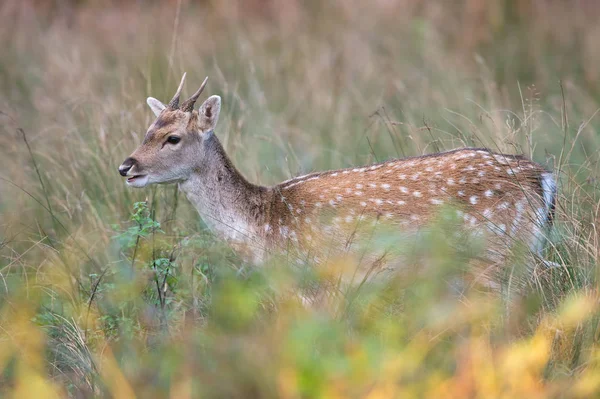 Fallow Deer (Dama dama) — Stock Photo, Image