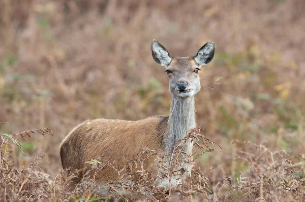 Red Deer Hind (Cervus elaphus) — Stock Photo, Image