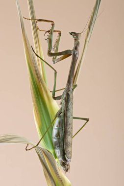 Mega Mantis (Plistospilota guineensis)