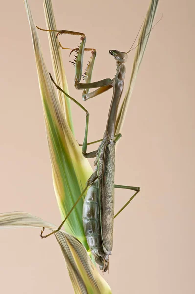 Мега Mantis (Plistospilota guineensis) — стокове фото