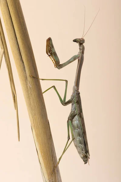 Mega Mantis (Plistospilota guineensis) — Zdjęcie stockowe