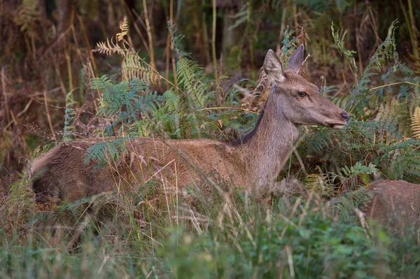 Red Deer Hind (Cervus elaphus) — Stock Photo, Image