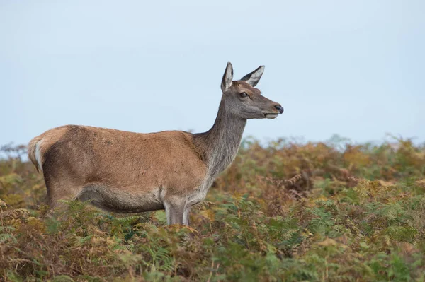 Kızıl geyik (Cervus Elaphus Hind)