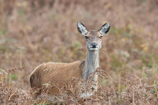 Red Deer Hind (Cervus Elaphus) — Stockfoto
