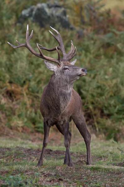 Art af hjortesvin (Cervus elaphus ) - Stock-foto