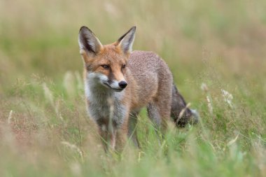 Kızıl Tilki (Vulpes vulpes)