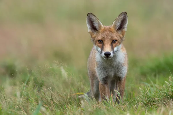 Rode vos (Vulpes vulpes)) — Stockfoto