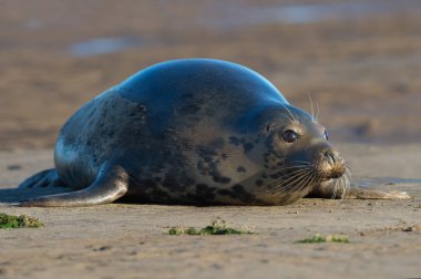 Atlantic Grey Seal (Halichoerus grypus) clipart