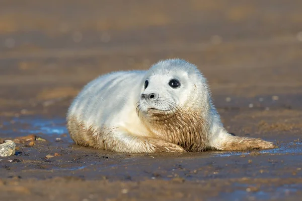 Atlantik gri fok yavrusu (halichoerus grypus) — Stok fotoğraf