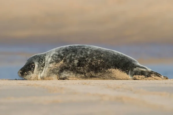 Atlantic Grey Seal Pup (halichoerus grypus) — Stock fotografie