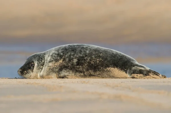 대서양 회색 물개 강아지 (halichoerus grypus) — 스톡 사진