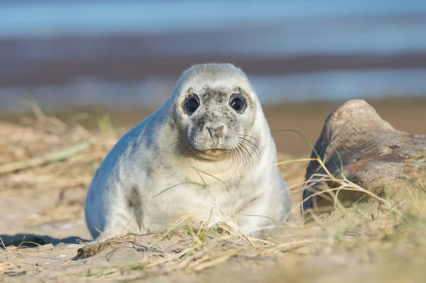 Atlantic Grey Seal Pup (halichoerus grypus) — Stock fotografie