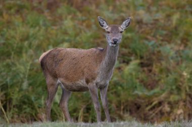 Kızıl geyik (Cervus Elaphus Hind)