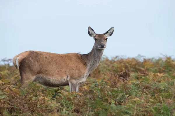 Hind ciervo rojo (Cervus elaphus ) —  Fotos de Stock