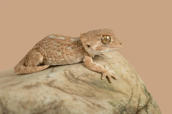 Gecko com capacete (Tarentola chazaliae ) — Fotografia de Stock