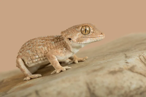 Gecko com capacete (Tarentola chazaliae ) — Fotografia de Stock