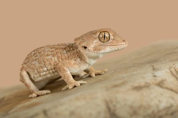 Geco casco (Tarentola chazaliae ) — Foto Stock