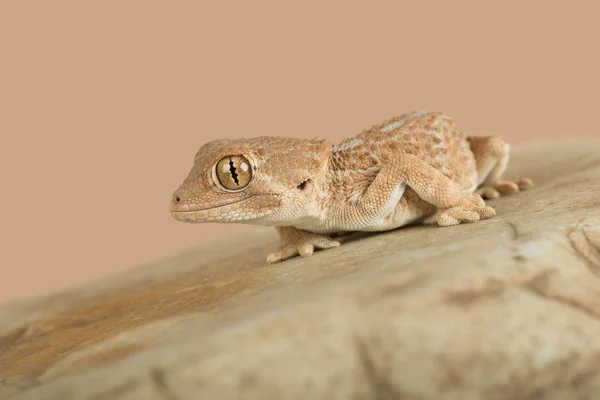 Gecko com capacete (Tarentola chazaliae ) — Fotografia de Stock