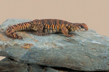 Sahra dikenli kuyruklu kertenkele (Uromastyx Geyri)