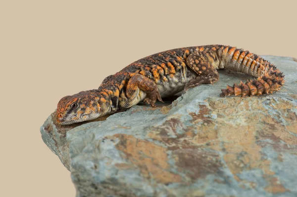 Της Σαχάρας ακανθώδης ουρά Lizard (Uromastyx Geyri) — Φωτογραφία Αρχείου