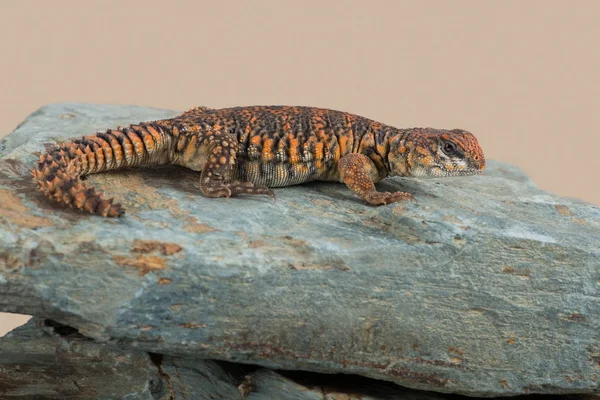 Lagarto de cauda espinhosa saariana (Uromastyx geyri ) — Fotografia de Stock