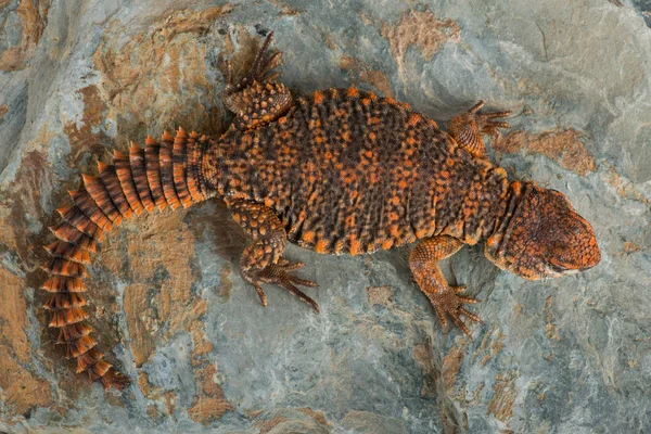 Lagarto de cauda espinhosa saariana (Uromastyx geyri ) — Fotografia de Stock