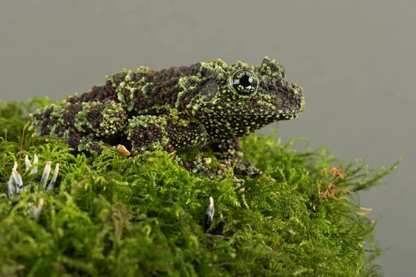 Grenouille mousseuse (Theloderma corticale)) — Photo