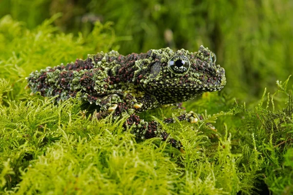 Yosunlu Kurbağa (Theloderma kortikali)