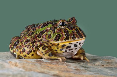 Süslü boynuzlu Kurbağa (Ceratophrys ornata) / açık yeşil arka plana karşı süslü boynuzlu kurbağa