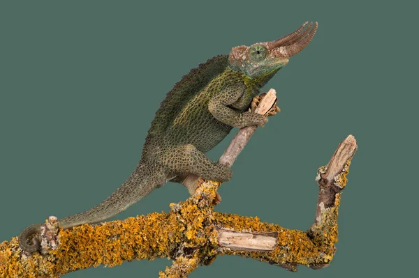 Kameleon Kameleon Jacksonii Chameleon Jacksons Wspinaczka Drzewo Gałąź — Zdjęcie stockowe